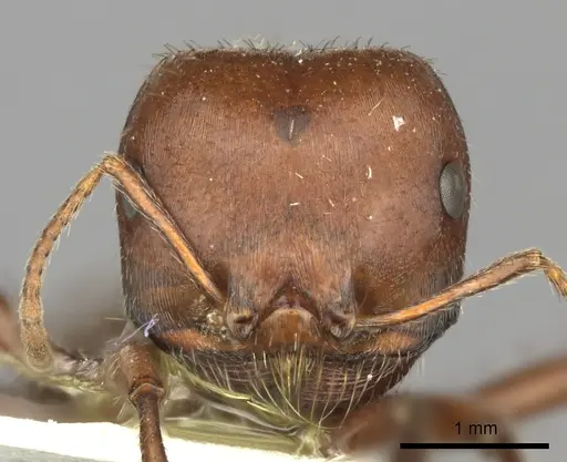 Pogonomyrmex wheeleri - CASENT0235332