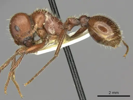 Pogonomyrmex wheeleri - CASENT0235332