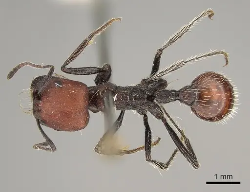 Pogonomyrmex wilsoni specimen