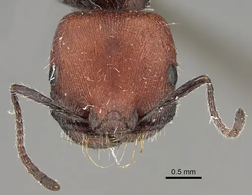 Pogonomyrmex wilsoni specimen