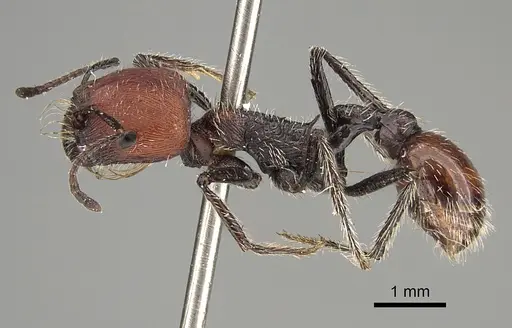 Pogonomyrmex wilsoni specimen