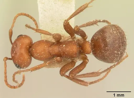 Polyergus bicolor specimen