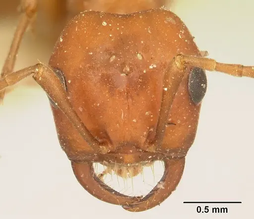 Polyergus bicolor specimen
