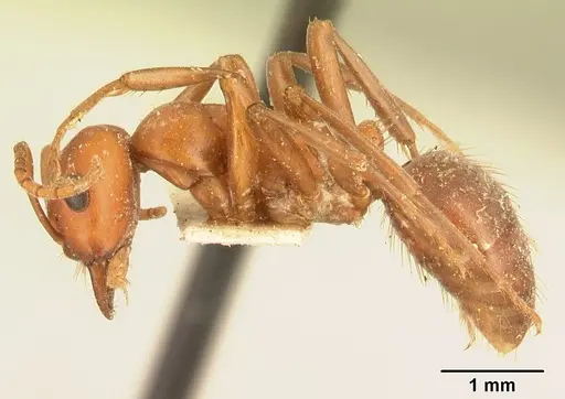 Polyergus bicolor specimen