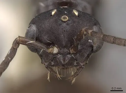 Polyergus breviceps specimen