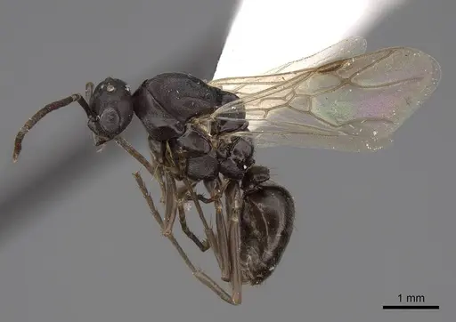 Polyergus breviceps specimen