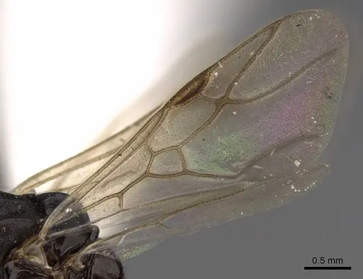 Polyergus breviceps - CASENT0100665