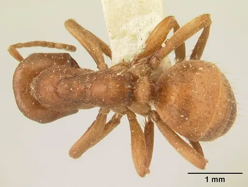 Polyergus breviceps - CASENT0179559