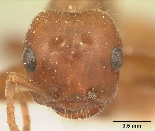 Polyergus breviceps - CASENT0179559