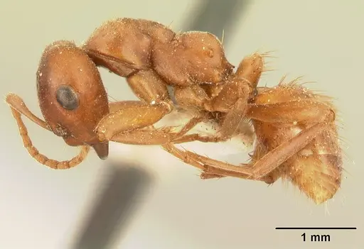 Polyergus breviceps - CASENT0179559