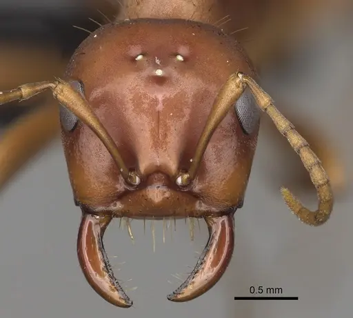 Polyergus breviceps - CASENT0281063