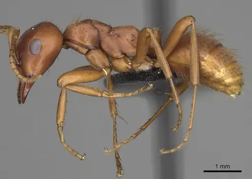 Polyergus breviceps - CASENT0281063