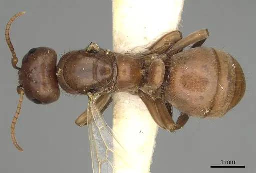 Polyergus breviceps - CASENT0281064