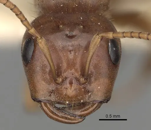 Polyergus breviceps - CASENT0281064