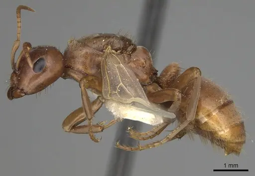 Polyergus breviceps - CASENT0281064