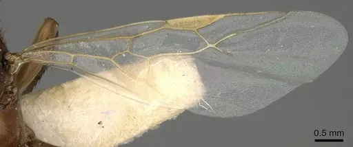 Polyergus breviceps - CASENT0281064