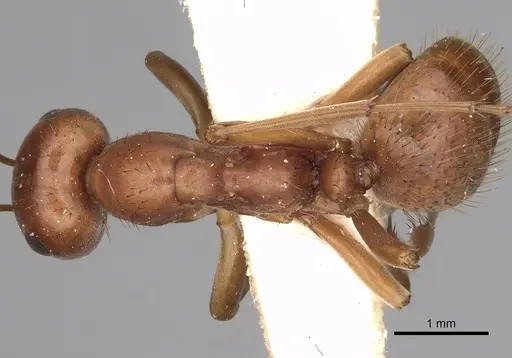 Polyergus breviceps - CASENT0281065