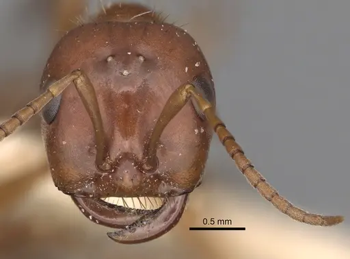 Polyergus breviceps - CASENT0281065