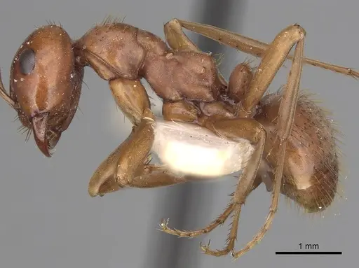 Polyergus breviceps - CASENT0281065