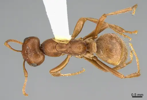 Polyergus breviceps - CASENT0898023