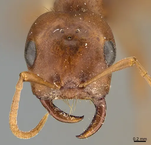 Polyergus breviceps - CASENT0898023