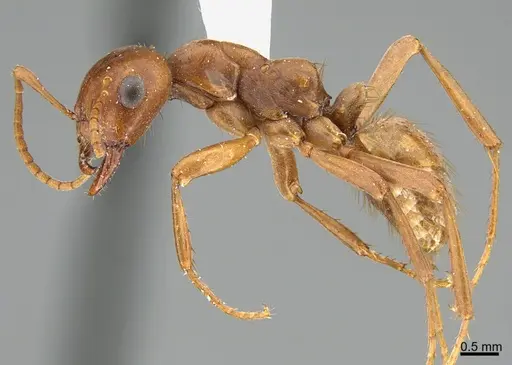 Polyergus breviceps - CASENT0898023