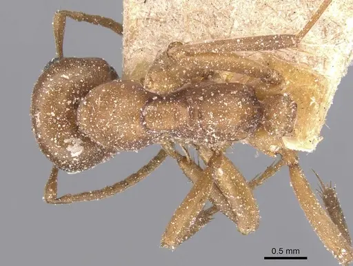 Polyergus breviceps - CASENT0912265