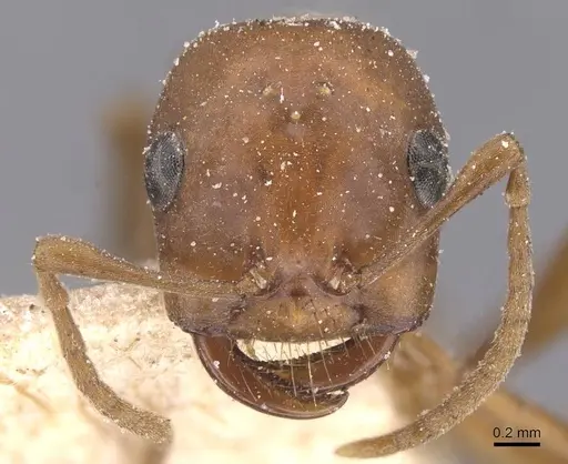 Polyergus breviceps - CASENT0912265