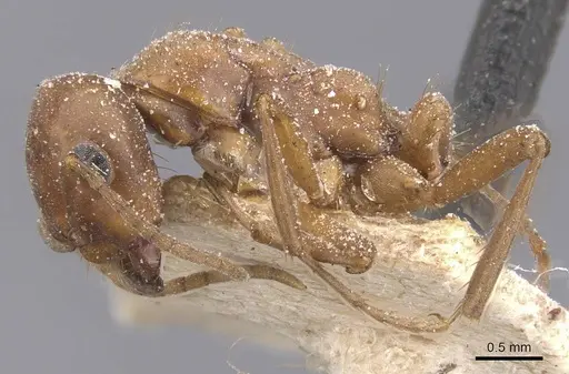 Polyergus breviceps - CASENT0912265