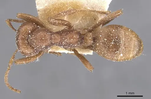 Polyergus breviceps - CASENT0912266