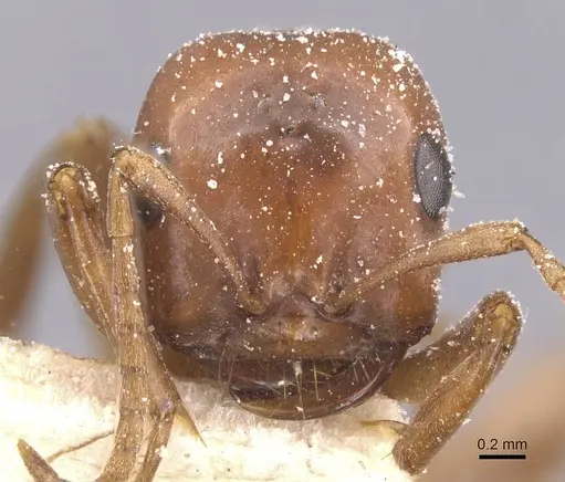 Polyergus breviceps - CASENT0912266