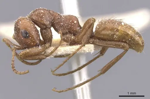 Polyergus breviceps - CASENT0912266