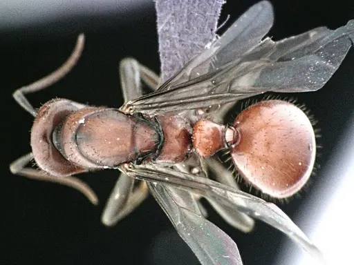 Polyergus longicornis specimen