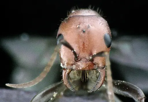 Polyergus longicornis specimen