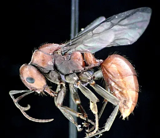 Polyergus longicornis specimen