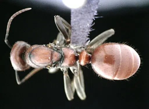 Polyergus longicornis - ANTWEB1041493