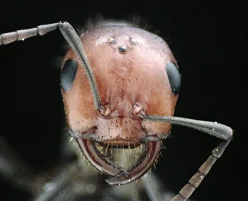 Polyergus longicornis - ANTWEB1041493