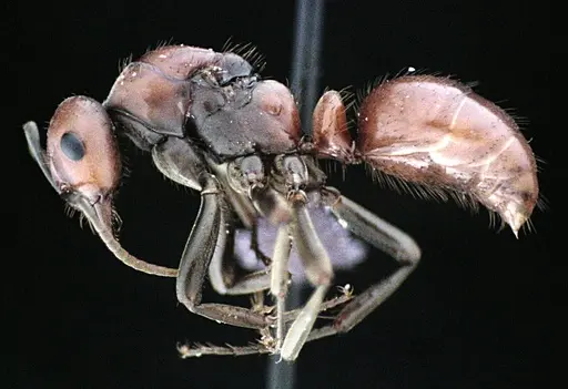 Polyergus longicornis - ANTWEB1041493