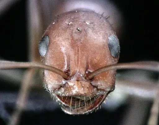 Polyergus longicornis - ANTWEB1041494