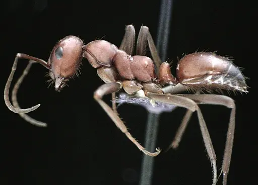 Polyergus longicornis - ANTWEB1041494