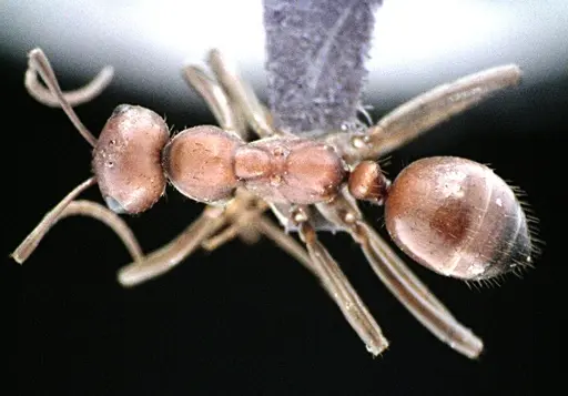 Polyergus longicornis - ANTWEB1041495