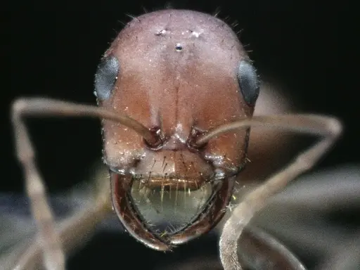 Polyergus longicornis - ANTWEB1041495