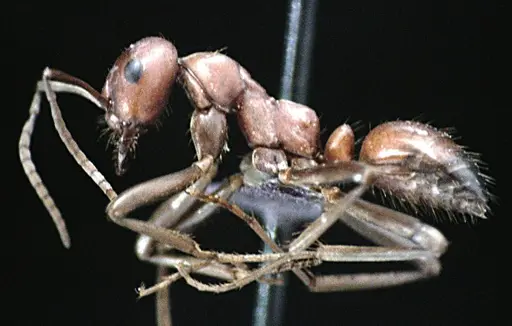 Polyergus longicornis - ANTWEB1041495