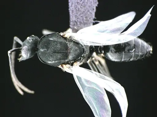 Polyergus longicornis - ANTWEB1041496