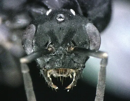 Polyergus longicornis - ANTWEB1041496