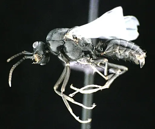 Polyergus longicornis - ANTWEB1041496