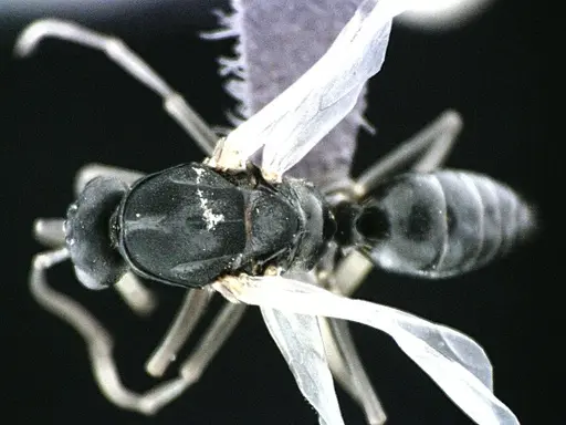 Polyergus longicornis - ANTWEB1041497