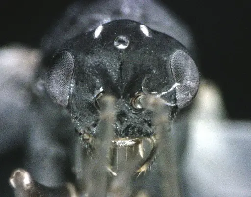 Polyergus longicornis - ANTWEB1041497