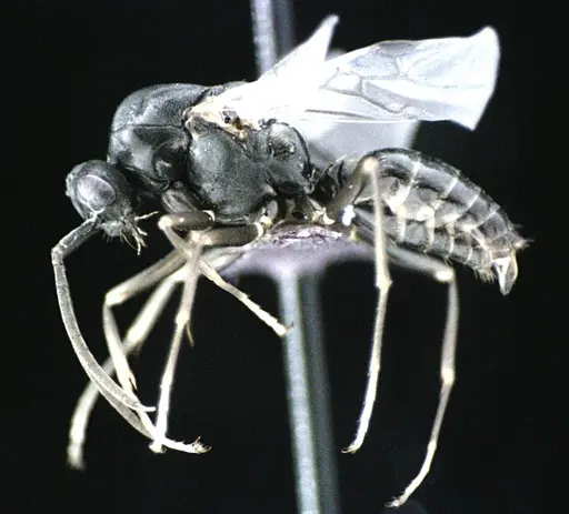 Polyergus longicornis - ANTWEB1041497