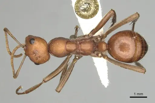 Polyergus longicornis - CASENT0281043